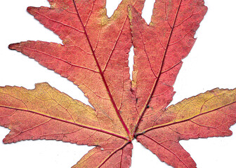 Foglie, elaborazione e ingrandimento