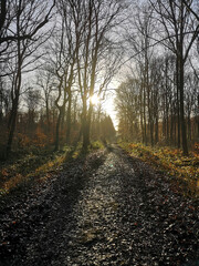 Lonely forest path in strong backlight on sunny winter day