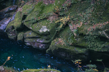 Winter Yaskuhima forest in Kyusyu Japan