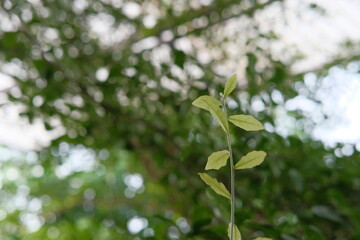 leaves in spring