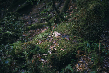 Winter Yaskuhima forest in Kyusyu Japan.