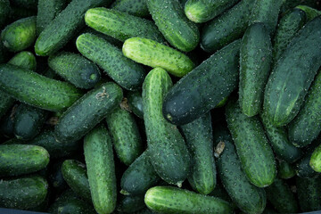Pile of organic vibrant green fresh raw cucumbers