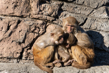 猿　家族　抱き合う