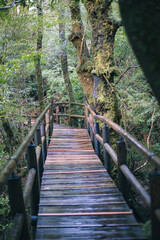 Obraz premium Winter Yaskuhima forest in Kyusyu Japan.