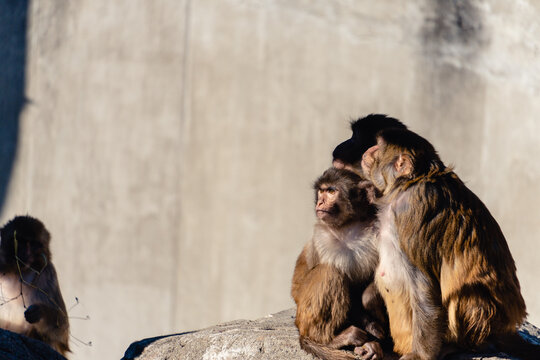 Zoophilia Bilder Durchsuchen 2,898 Archivfotos, und