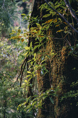 Winter Yaskuhima forest in Kyusyu Japan.