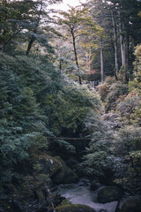 Winter Yaskuhima forest in Kyusyu Japan.