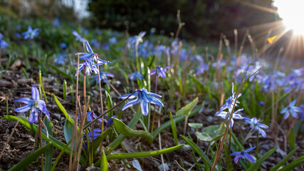 Blue flowering  field of Scilla, also called squills in early spring in Germany with bright...