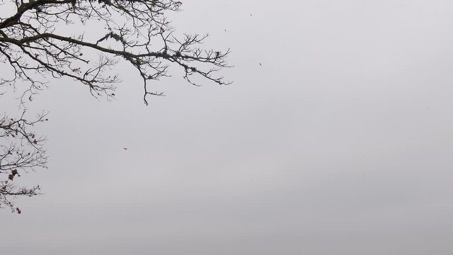 Leaves falling from oak tree in overcast weather in slow motion. Silhouette of almost bare oak tree branches with falling leaves on overcast sky background. Moody autumn background.