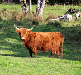schottisches Hochlandrind