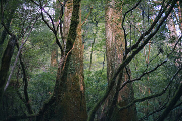 Fototapeta na wymiar Winter Yaskuhima forest in Kyusyu Japan.