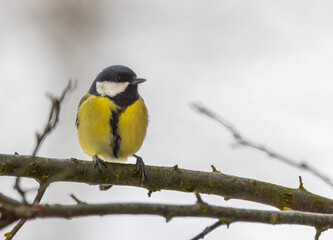 Obraz premium Great tit near National park Podyji, Southern Moravia, Czech Republic