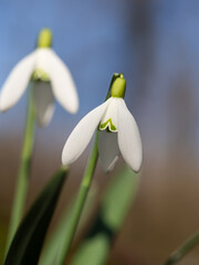Obraz premium Snowdrop or common snowdrop (Galanthus nivalis) flowers.Wild flower blooming in spring forest, white blossom, detail.
