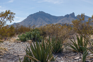 Cactus and shrubs with mountain background at Big Bend National Park, Texas, USA

