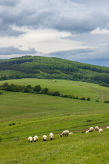Fototapeta premium Spring landscape with white sheep in White Carpathians, Czech Republic