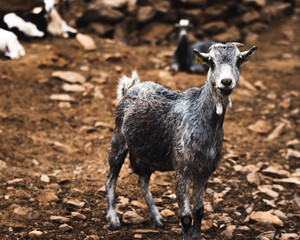 A goat on a farm