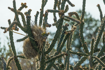 Cactus Wren nest in a cactus