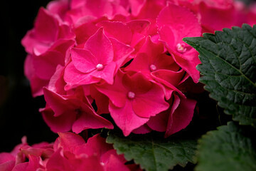 Close up of red pink hortensia flower.