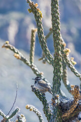 Cactus Wren sitting next to nest in a cactus