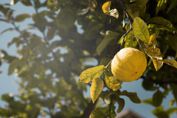 Fresh organic grown lemon hanging from the tree