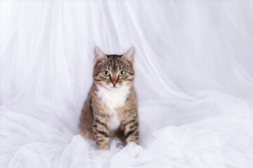 Cat on a white background. Tiger kitten posing at camera. Portrait of a cat. Kitten with green eyes. Pets. home care .Place for text. Horizontal image. Front view