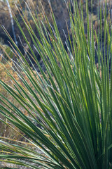 Long green leaves with needles
