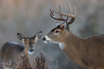 Close-up of a buck whitetail deer with a doe in the background.