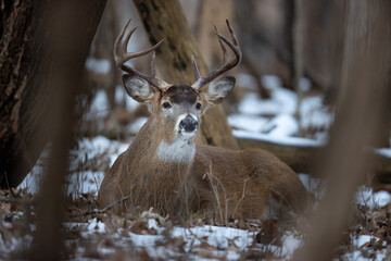 Bedded buck whitetail deer