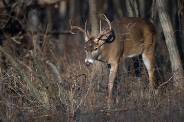 deer in the woods