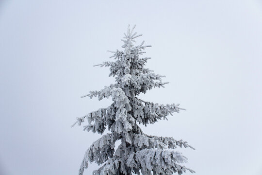 Sharp isolated snowy pine tree in foggy background