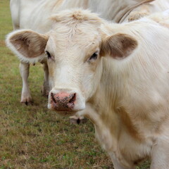 weiße Kuh Kalb Kälbchen