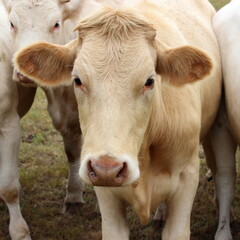 lustige Kuh, Kuhkopf