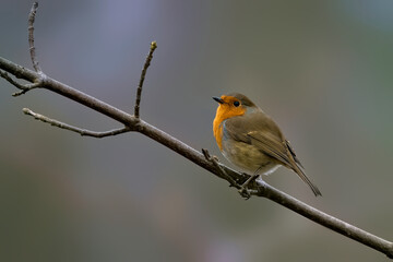 Obraz premium Robin on a branch-1