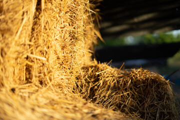 Straw bales collected for farming in the farmer's fields.