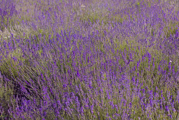 Naklejka na ściany i meble The image shows a very beautiful view of a rich lavender field. Natural and herbal landscape. Color lavender field. Flowering bushes on a lavender plantation. City Park. Kyiv, Ukraine,