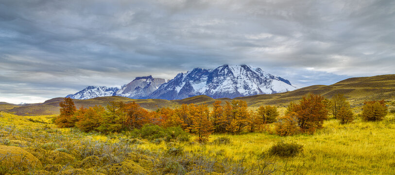 Autumn landscape in the mountains: panorama image of lenga trees in autumn colors with the snow covered Paine mountain range in the background