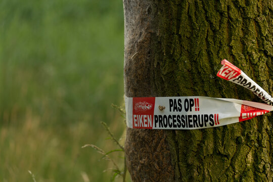 A warning sign for oak procession caterpillars on a tree in the Netherlands Web of oak procession caterpillars with barrier tape and warning for health