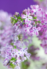 Spring flowers lilac, close up
