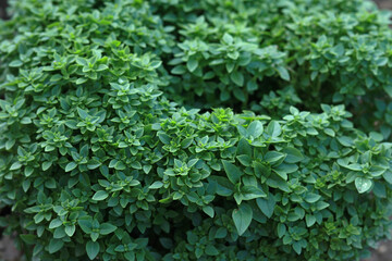 Bush of greek basil in the garden. Green bush