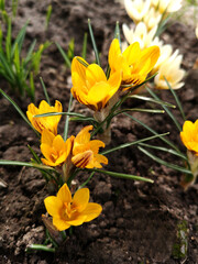 Crocuses. Spring flowers. Yellow crocuses. The use of crocuses in garden design. Primroses. Top view. Selective focus. - 478342244