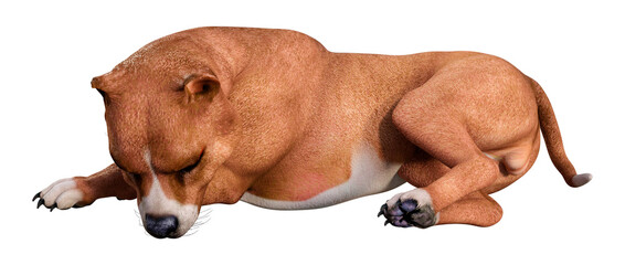 3D Rendering American Pit Bull Terrier on White