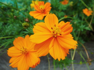 八重咲きのキバナコスモスの花