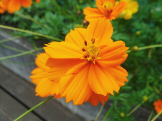 八重咲きのキバナコスモスの花