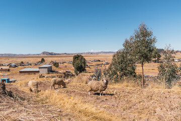 sheep grazing on the shores of lake titicaca on a sunny day surrounded by trees and yellow...