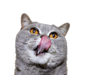 A portrait of a funny gray purebred licking cat looking up with big surprised eyes. Isolated on a white background with a copy space. Lovely fluffy cat licking lips. Free space for text