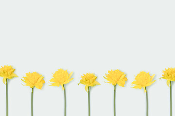 Row of yellow narcissus flowers on a blue pastel background with place for text.