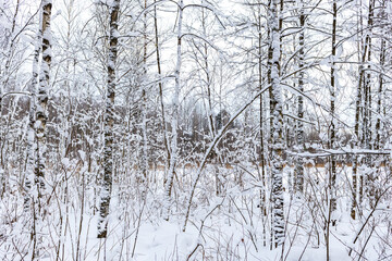 Fototapeta na wymiar Winter forest close-up with trees and snow