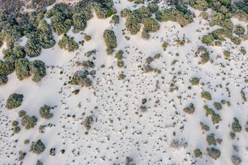 Elafonisos sandy coast and vegetation aerial view. Wild plants and white sand dunes