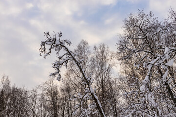 snowy russian winter in the forest