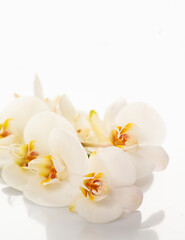 Fototapeta na wymiar Phalaenopsis orchid on white background. Vertical, copy space.